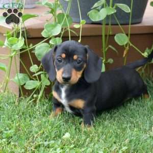 Scoops, Dachshund Puppy