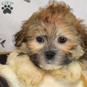 Scoops, Mal-Shi Puppy