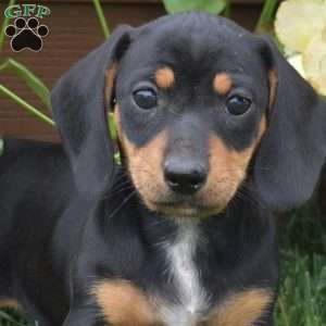 Scoops, Dachshund Puppy