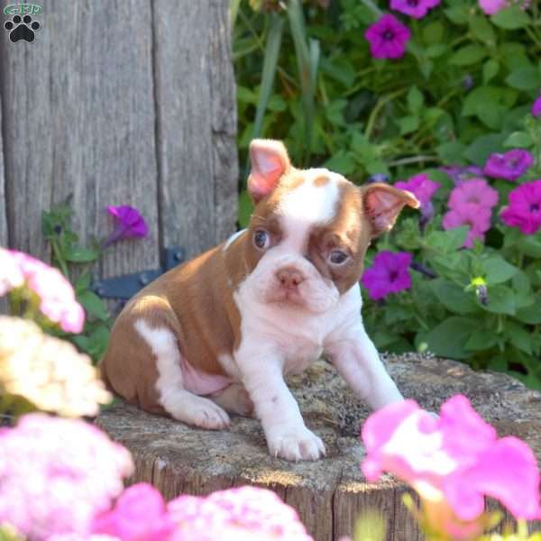 Scooter, Boston Terrier Puppy
