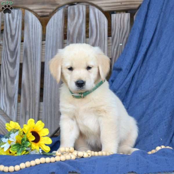 Scooter, Golden Retriever Puppy