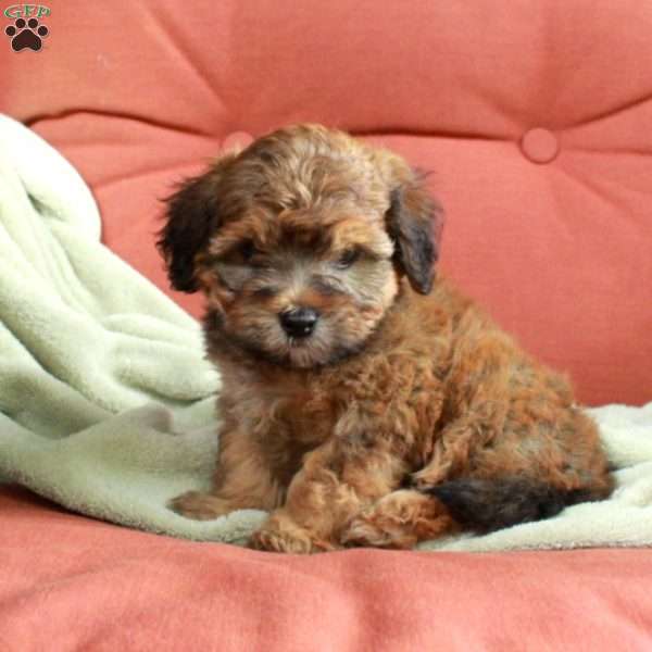 Scooter, Havapoo Puppy