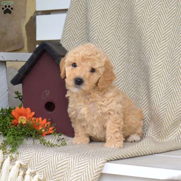 Scooter, Mini Goldendoodle Puppy