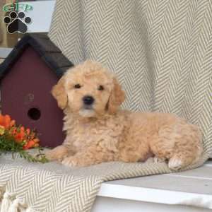 Scooter, Mini Goldendoodle Puppy