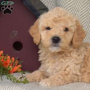 Scooter, Mini Goldendoodle Puppy