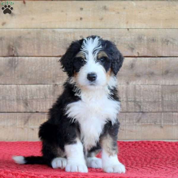 Scotty, Bernedoodle Puppy