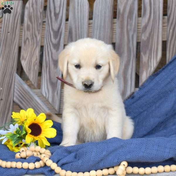 Scout, Golden Retriever Puppy