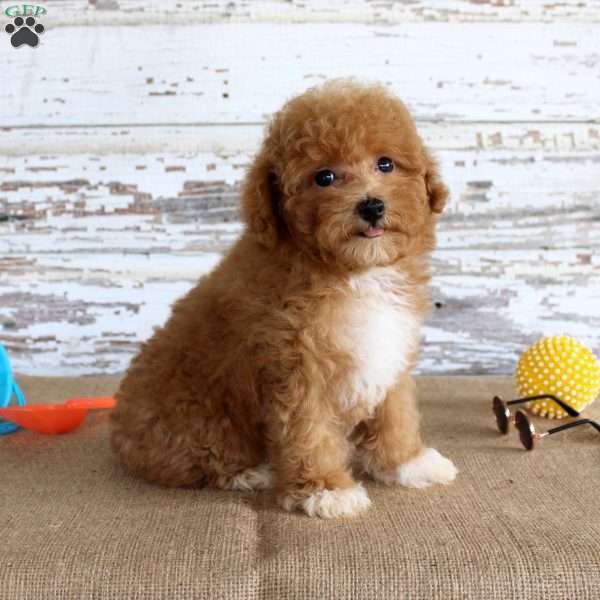 Scout, Toy Poodle Puppy