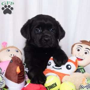 Scout, Black Labrador Retriever Puppy