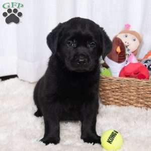 Scout, Black Labrador Retriever Puppy