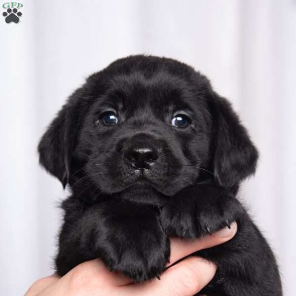 Scout, Black Labrador Retriever Puppy