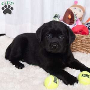 Scout, Black Labrador Retriever Puppy