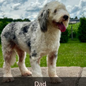 dad