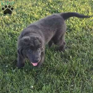 Ashley, Newfoundland Puppy