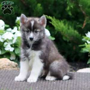 Scamper, Pomeranian Mix Puppy