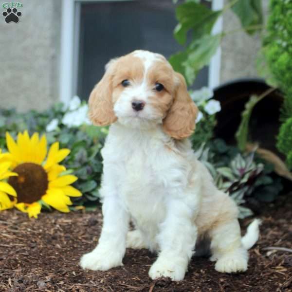 Sean, Cockapoo Puppy