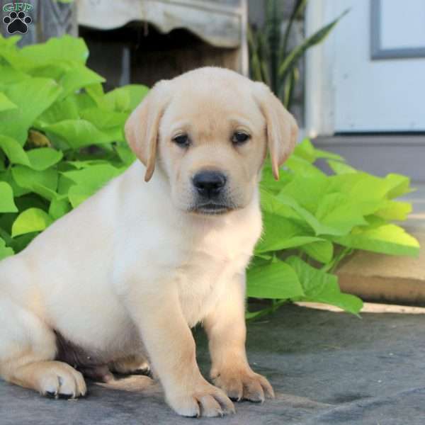 Sean, Yellow Labrador Retriever Puppy