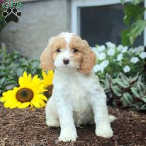 Sean, Cockapoo Puppy