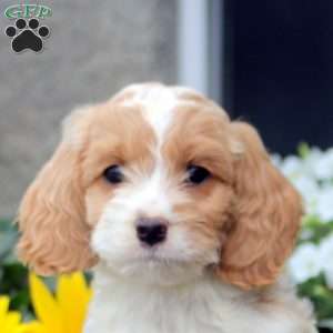 Sean, Cockapoo Puppy