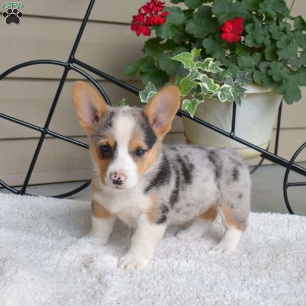 Seashell, Pembroke Welsh Corgi Puppy