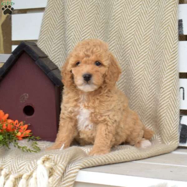 Seashell, Mini Goldendoodle Puppy
