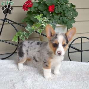 Seashell, Pembroke Welsh Corgi Puppy