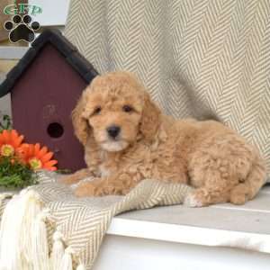 Seashell, Mini Goldendoodle Puppy