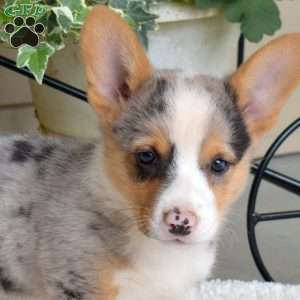 Seashell, Pembroke Welsh Corgi Puppy