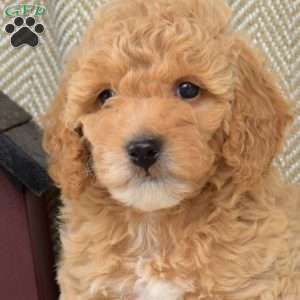 Seashell, Mini Goldendoodle Puppy