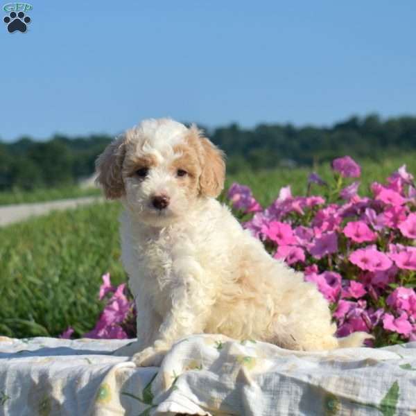 Seaweed, Mini Goldendoodle Puppy