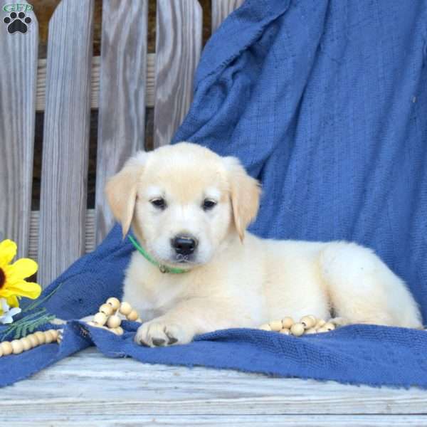 Seaweed, Golden Retriever Puppy