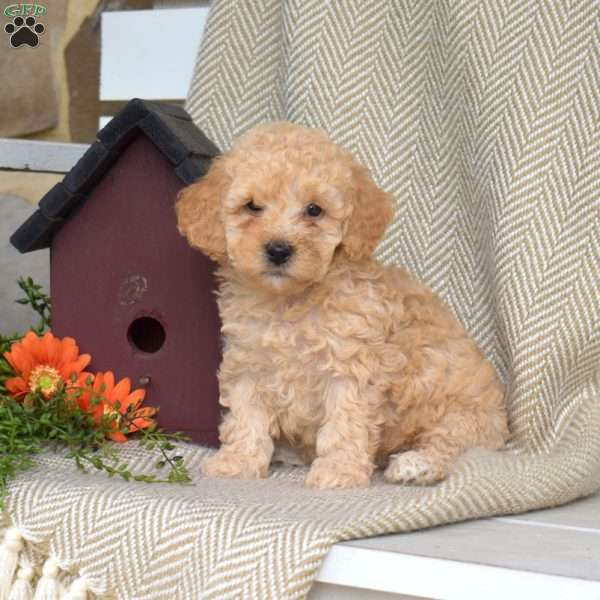 Seaweed, Mini Goldendoodle Puppy