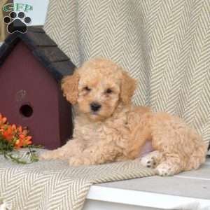 Seaweed, Mini Goldendoodle Puppy