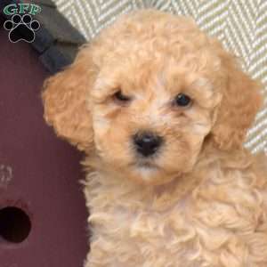 Seaweed, Mini Goldendoodle Puppy