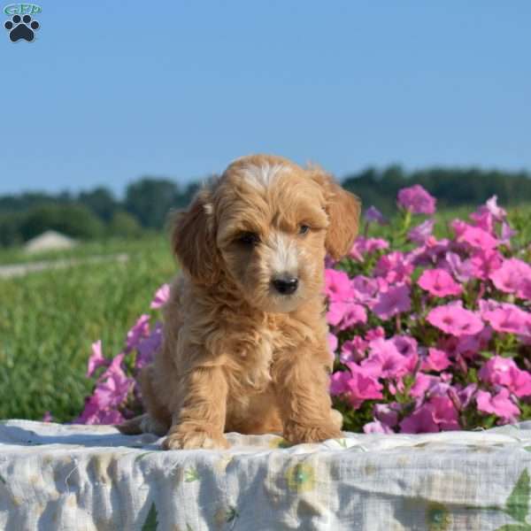 Sebastian, Mini Goldendoodle Puppy