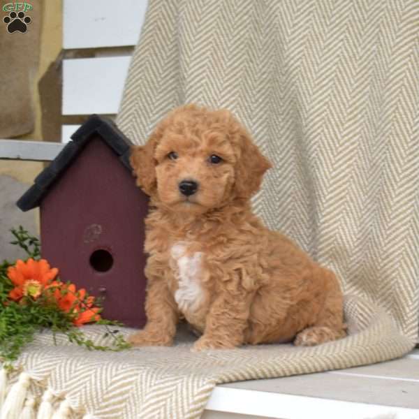 Sebastian, Mini Goldendoodle Puppy