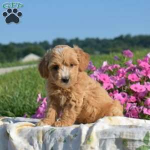 Sebastian, Mini Goldendoodle Puppy