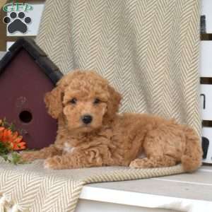 Sebastian, Mini Goldendoodle Puppy