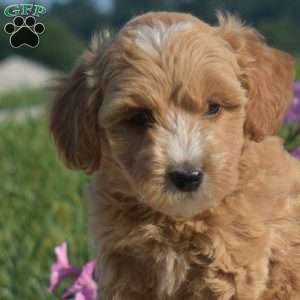 Sebastian, Mini Goldendoodle Puppy