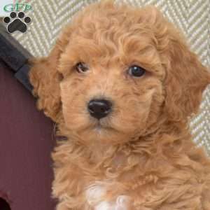 Sebastian, Mini Goldendoodle Puppy