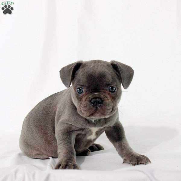 Serena, Frenchton Puppy