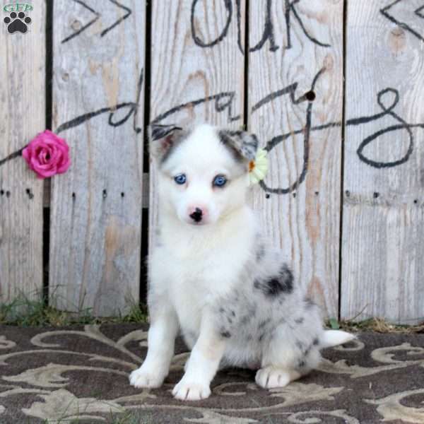 Serena, Pomsky Puppy