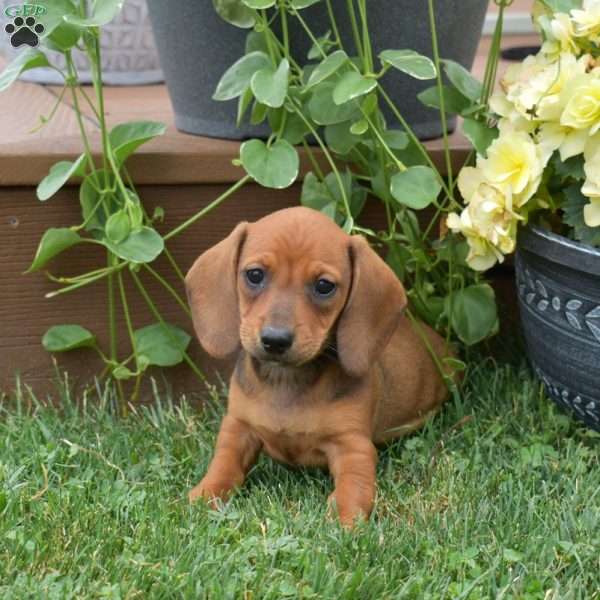 Sesame, Dachshund Puppy