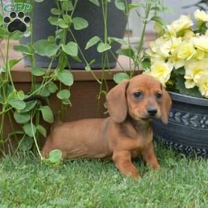 Sesame, Dachshund Puppy