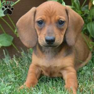 Sesame, Dachshund Puppy