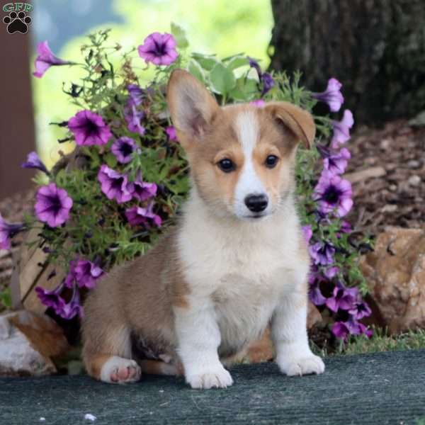 Seth, Pembroke Welsh Corgi Puppy
