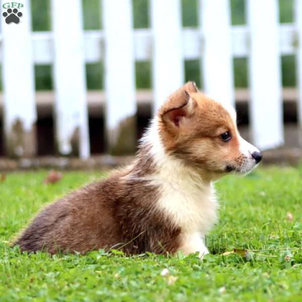 Seth, Pembroke Welsh Corgi Puppy