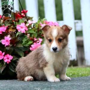 Seth, Pembroke Welsh Corgi Puppy