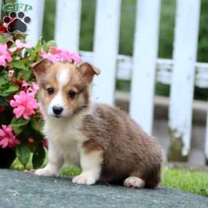 Seth, Pembroke Welsh Corgi Puppy