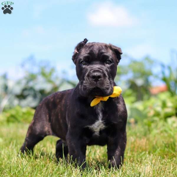 Shadow, Cane Corso Puppy